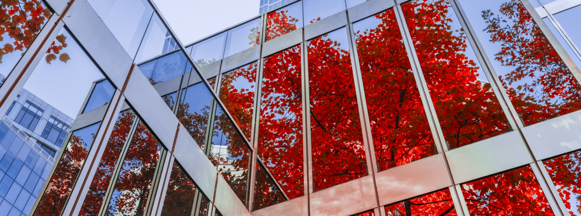 Maple Tree reflection in office building